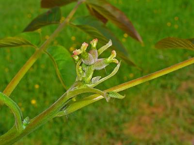 Juglans regia